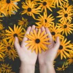 Person Holding Yellow Black-eyed Susan Flowers in Bloom